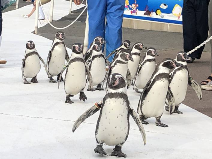 フンボルトペンギン散歩